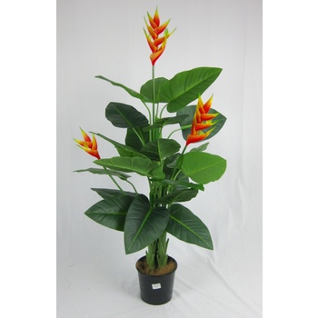 Heliconia Plant