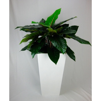 Philodendron in Fibreglass Container