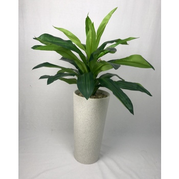 Green Dracaena in Black Gloss Container
