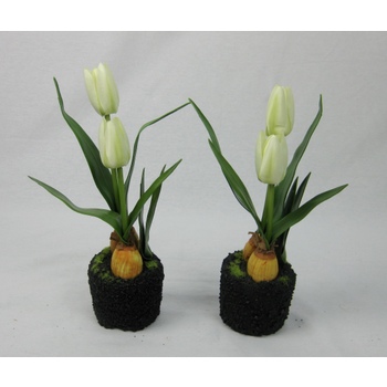 A set of 2 White Tulip Bulbs