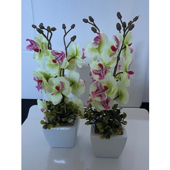 A Set of 2 Cream Orchids in Ceramic Pots 